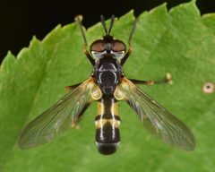 Hemyda aurata by (c) skitterbug, some rights reserved (CC BY), uploaded by skitterbug. Used under a CC-BY license.