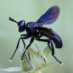 Phasiinae by (c) Ken-ichi Ueda, some rights reserved (CC BY), uploaded by Ken-ichi Ueda. Used under a CC-BY license.