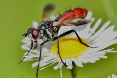 Phasiinae by (c) rober025, some rights reserved (CC BY), uploaded by rober025. Used under a CC-BY license.