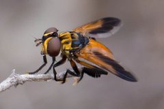 Phasiinae by (c) Ken-ichi Ueda, some rights reserved (CC BY), uploaded by Ken-ichi Ueda. Used under a CC-BY license.