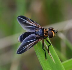 Phasiinae by (c) smeckert, some rights reserved (CC BY). Used under a CC-BY license.