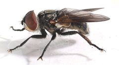 Phasia chilensis by no rights reserved, uploaded by Mike Palmer. Used under a CC0 license.