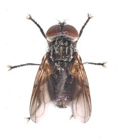 Phasia chilensis by no rights reserved, uploaded by Mike Palmer. Used under a CC0 license.