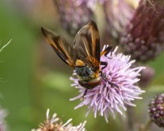 Phasia by (c) Zachary Dankowicz, some rights reserved (CC BY), uploaded by Zachary Dankowicz. Used under a CC-BY license.