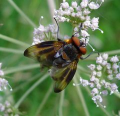 Phasia by (c) gailhampshire, some rights reserved (CC BY). Used under a CC-BY license.