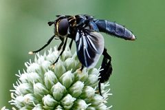 Trichopoda lanipes by (c) Louise Woodrich, some rights reserved (CC BY), uploaded by Louise Woodrich. Used under a CC-BY license.