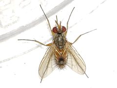 Crocinosoma cornuale by (c) Arturo Santos, some rights reserved (CC BY), uploaded by Arturo Santos. Used under a CC-BY license.