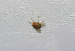 Ormia lineifrons by (c) Blake Bringhurst, some rights reserved (CC BY), uploaded by Blake Bringhurst. Used under a CC-BY license.