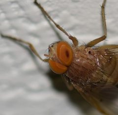 Ormia lineifrons by (c) Blake Bringhurst, some rights reserved (CC BY), uploaded by Blake Bringhurst. Used under a CC-BY license.