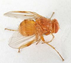 Ormia punctata by (c) jimeckert49, some rights reserved (CC BY). Used under a CC-BY license.