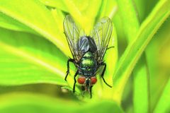 Chrysotachina by (c) Daniel Mesa, some rights reserved (CC BY), uploaded by Daniel Mesa. Used under a CC-BY license.