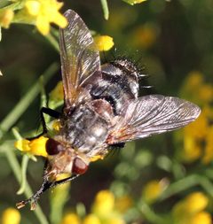 Archytas marmoratus by (c) Catherine C. Galley, some rights reserved (CC BY), uploaded by Catherine C. Galley. Used under a CC-BY license.