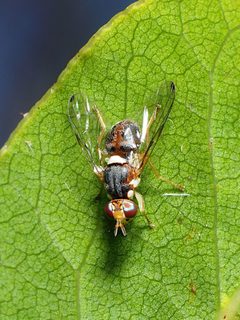 Bactrocera by (c) Katja Schulz, some rights reserved (CC BY), uploaded by Katja Schulz. Used under a CC-BY license.