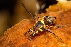 Bactrocera by (c) Ramesh Shenai Jr., some rights reserved (CC BY), uploaded by Ramesh Shenai Jr.. Used under a CC-BY license.