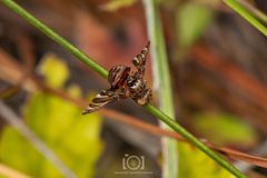 Peronyma quadrifasciata by no rights reserved, uploaded by Lyn Roueche. Used under a CC0 license.