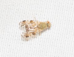 Acinia picturata by (c) Kevin Faccenda, some rights reserved (CC BY), uploaded by Kevin Faccenda. Used under a CC-BY license.