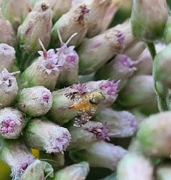 Acinia picturata by (c) Jeff Wilson, some rights reserved (CC BY), uploaded by Jeff Wilson. Used under a CC-BY license.