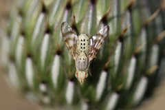 Terellia palposa by no rights reserved, uploaded by Megan Blackmore. Used under a CC0 license.