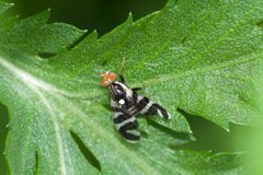 Rhagoletis tabellaria by (c) Owen Strickland, some rights reserved (CC BY), uploaded by Owen Strickland. Used under a CC-BY license.