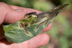 Trypeta flaveola by (c) Ken-ichi Ueda, some rights reserved (CC BY), uploaded by Ken-ichi Ueda. Used under a CC-BY license.