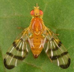 Trypeta flaveola by (c) skitterbug, some rights reserved (CC BY), uploaded by skitterbug. Used under a CC-BY license.