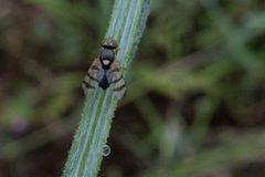 Urophora sirunaseva by (c) Cindy Roessler, some rights reserved (CC BY), uploaded by Cindy Roessler. Used under a CC-BY license.