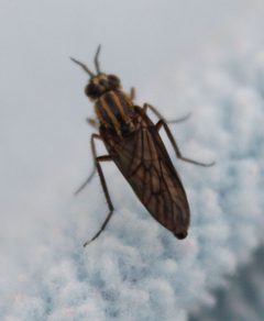 Nebritus tanneri by (c) Rebecca Ray, some rights reserved (CC BY), uploaded by Rebecca Ray. Used under a CC-BY license.