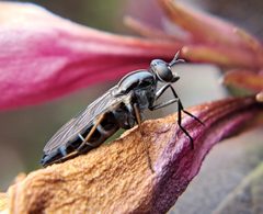 Ozodiceromyia by (c) Will Linnard, some rights reserved (CC BY), uploaded by Will Linnard. Used under a CC-BY license.