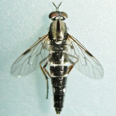 Ozodiceromyia by (c) Bill Keim, some rights reserved (CC BY). Used under a CC-BY license.