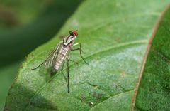 Penniverpa festina by (c) Eridan Xharahi, some rights reserved (CC BY). Used under a CC-BY license.