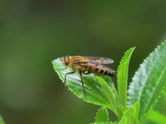 Thereva hirticeps by (c) Garth Harwood, some rights reserved (CC BY), uploaded by Garth Harwood. Used under a CC-BY license.