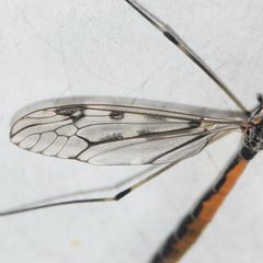 Tipula abdominalis by (c) Douglas Hooper, some rights reserved (CC BY), uploaded by Douglas Hooper. Used under a CC-BY license.