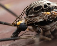 Tipula abdominalis by (c) Zachary Dankowicz, some rights reserved (CC BY), uploaded by Zachary Dankowicz. Used under a CC-BY license.