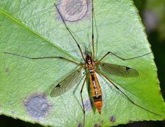 Tipula californica by (c) Don Loarie, some rights reserved (CC BY). Used under a CC-BY license.