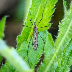 Tipula dorsimacula by (c) Andrew McKinlay, some rights reserved (CC BY), uploaded by Andrew McKinlay. Used under a CC-BY license.