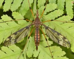 Tipula fuliginosa by (c) skitterbug, some rights reserved (CC BY), uploaded by skitterbug. Used under a CC-BY license.