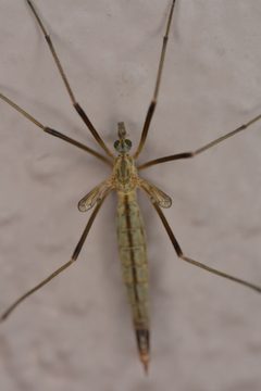 Tipula vestigipennis by (c) Cricket Raspet, some rights reserved (CC BY), uploaded by Cricket Raspet. Used under a CC-BY license.