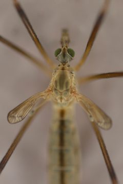 Tipula vestigipennis by (c) Cricket Raspet, some rights reserved (CC BY), uploaded by Cricket Raspet. Used under a CC-BY license.