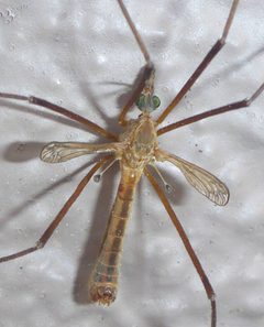 Tipula vestigipennis by (c) Cricket Raspet, some rights reserved (CC BY), uploaded by Cricket Raspet. Used under a CC-BY license.