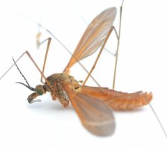 Angarotipula by no rights reserved, uploaded by Mike Palmer. Used under a CC0 license.