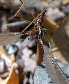 Holorusia hespera by (c) John Hibbard, some rights reserved (CC BY), uploaded by John Hibbard. Used under a CC-BY license.