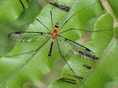 Leptotarsus by (c) Mike Bowie, some rights reserved (CC BY), uploaded by Mike Bowie. Used under a CC-BY license.
