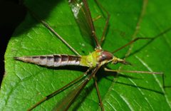 Leptotarsus by (c) Steve Kerr, some rights reserved (CC BY), uploaded by Steve Kerr. Used under a CC-BY license.