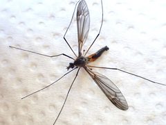 Leptotarsus by (c) Grey Smith, some rights reserved (CC BY), uploaded by Grey Smith. Used under a CC-BY license.