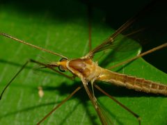 Leptotarsus by (c) Steve Kerr, some rights reserved (CC BY), uploaded by Steve Kerr. Used under a CC-BY license.
