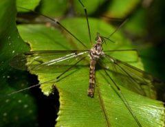 Leptotarsus by (c) Steve Kerr, some rights reserved (CC BY), uploaded by Steve Kerr. Used under a CC-BY license.