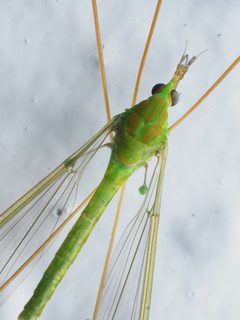 Leptotarsus by (c) Saryu Mae 前 朝琉, some rights reserved (CC BY), uploaded by Saryu Mae 前 朝琉. Used under a CC-BY license.