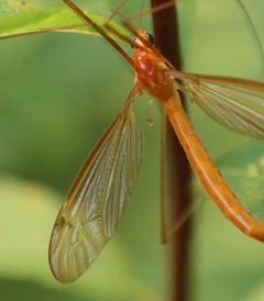 Nephrotoma cingulata by (c) Steven Lamonde, some rights reserved (CC BY), uploaded by Steven Lamonde. Used under a CC-BY license.