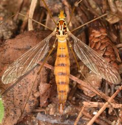 Nephrotoma virescens by (c) skitterbug, some rights reserved (CC BY), uploaded by skitterbug. Used under a CC-BY license.