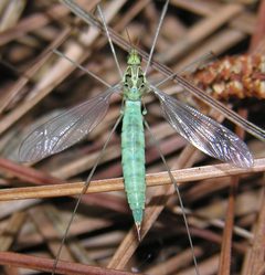 Nephrotoma virescens by (c) skitterbug, some rights reserved (CC BY), uploaded by skitterbug. Used under a CC-BY license.